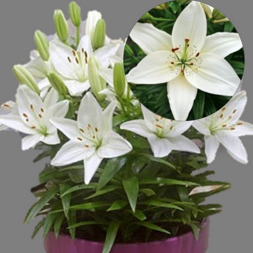 Lilium asiatic 'FantAsiatic White' - Aasia liilia 'FantAsiatic White' 
